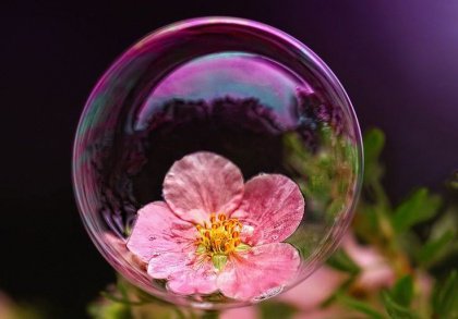 Bloem