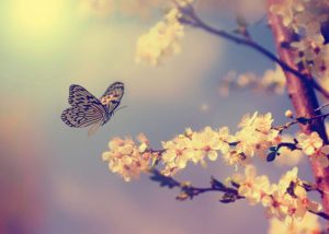 Risico's en kansen: je vleugels uitslaan