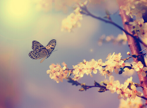 Vlinder