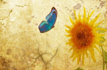 Zonnebloem en Vlinder