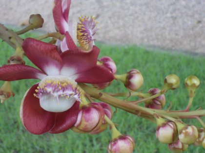Bloem