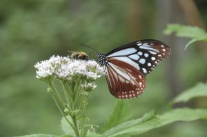Fladder als een vlinder, steek als een bij