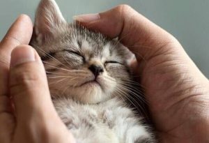 Met katten doorgebrachte tijd is nooit verspilde tijd