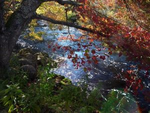 Leren door middel van acceptatie