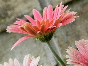 Waarom is zelfvertrouwen belangrijk?