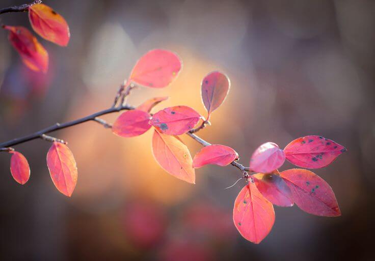 Herfstblad