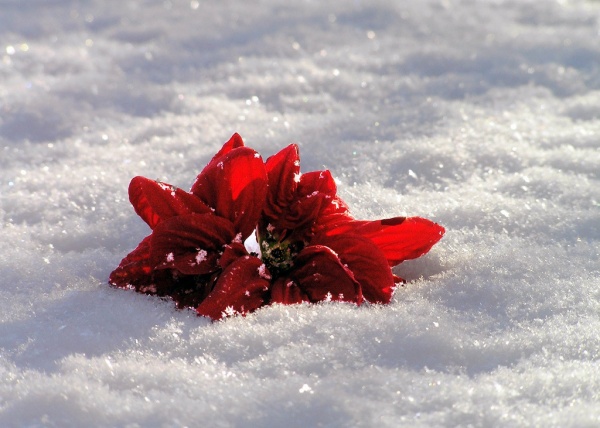 Bloem in Sneeuw