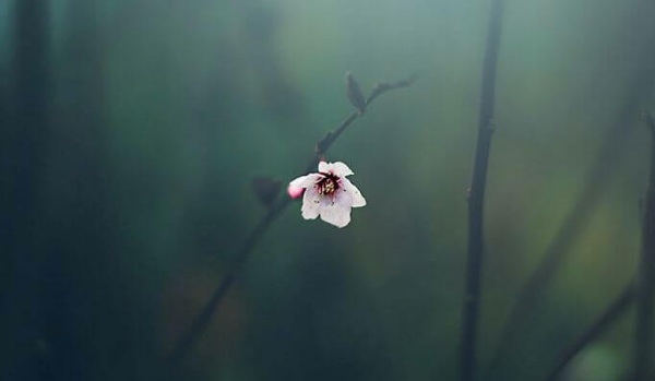 Bloem