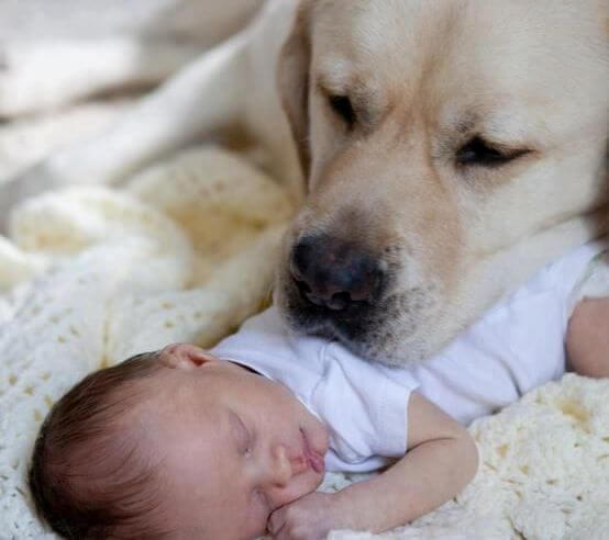 Baby en Hond