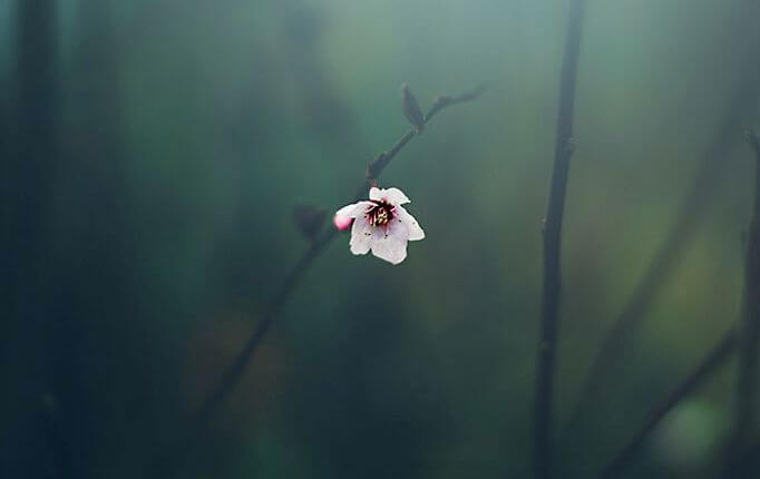 Bloem