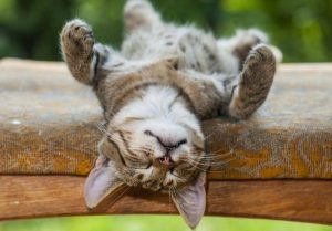 Vier psychologische voordelen die een dutje biedt