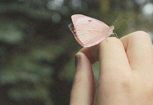Vlinder