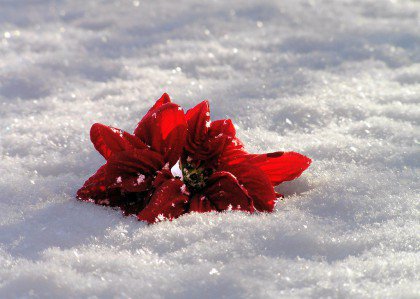 Bloem in de Sneeuw