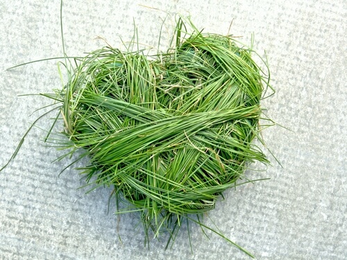 Hart van Gras