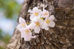 Wat maakt de een veerkrachtiger dan de ander?