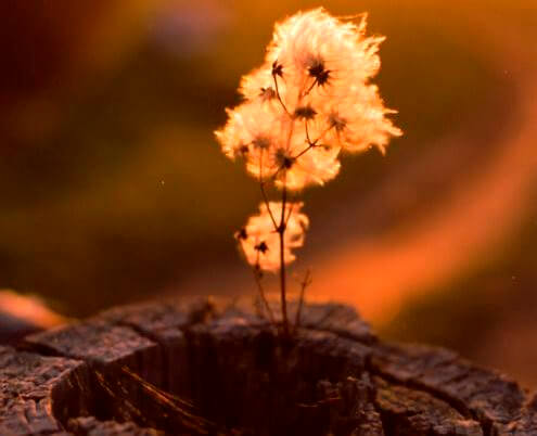 Bloem