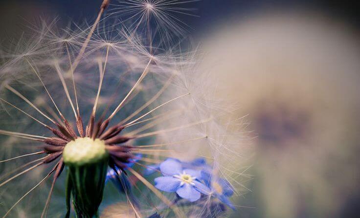 Paardenbloem
