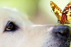 Waarom hebben onze emoties meer invloed op ons dan onze rede?