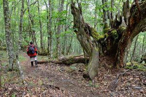 Bestaat het toeval echt?