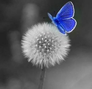 Blauwe vlinder