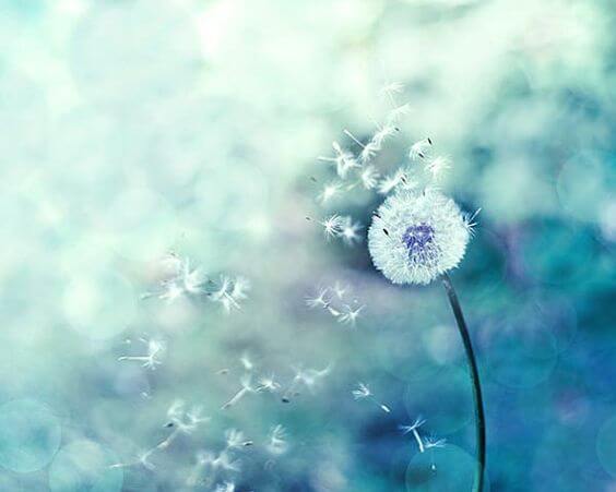 Paardenbloem