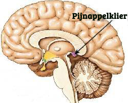 Pijnappelklier