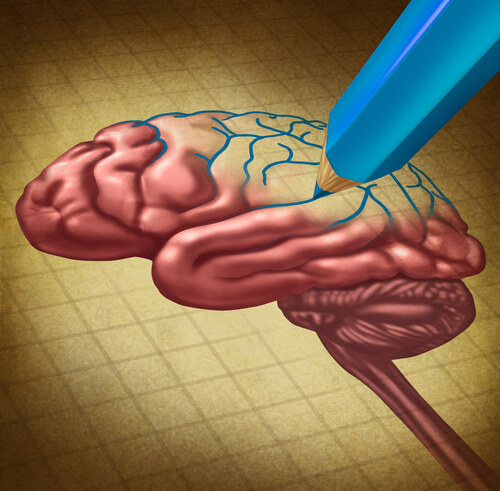 Neurale Plasticiteit