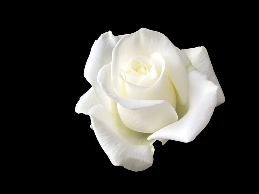 Witte Roos