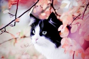 Het verhaal van de gevlekte kat en de zwaluw Sinha