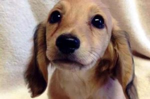 De ogen van onze huisdieren spreken een unieke taal