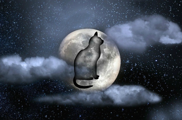 Gevlekte Kat