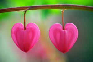 Bloemen in de woestijn: een les in het herkennen van (de) liefde