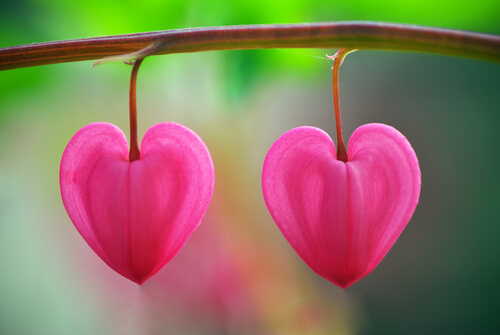 Bloemen in de woestijn: een les in het herkennen van (de) liefde