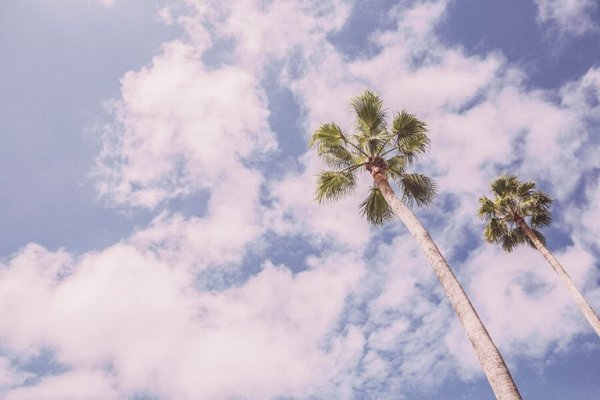 Palmbomen Tegen De Lucht