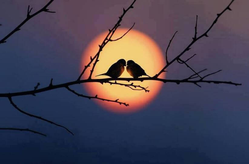 Twee Vogeltjes Op Een Takje