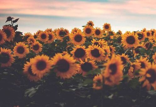 Veld Met Zonnebloemen