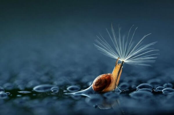 Slak Die Met Een Paardenbloem Bij Zich Door De Regen Loopt Als Symbool Voor De Waterval Aan Tranen Die We Laten Wanneer We Hartverscheurend Huilen