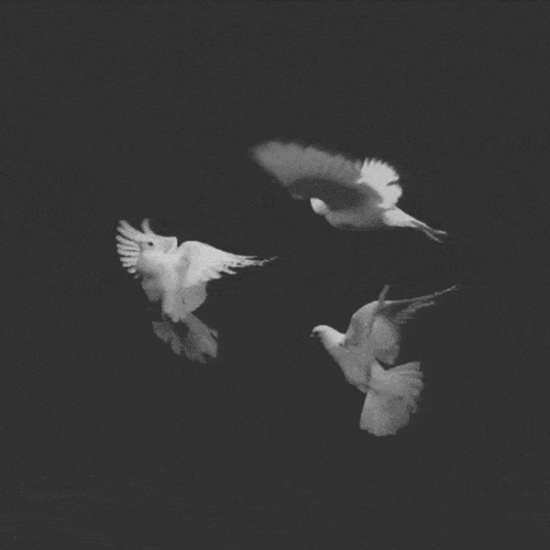 Drie Witte Duiven
