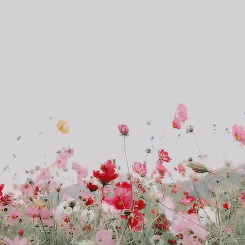 Tegenslag Overwinnen Net Als Deze Wilde Bloemen In De Wei