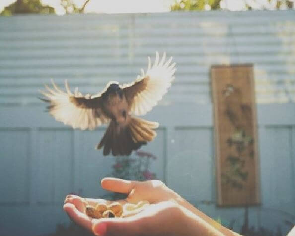 Vrouw Die Een Vogel Vrijlaat Uit Haar Hand Als Symbool Voor Vrijheid En Eigenliefde