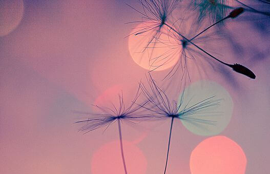 Paardenbloemen bij zonsondergang