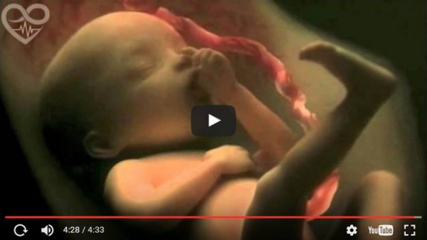 De verwekking en zwangerschap in een prachtige video