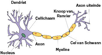 Zenuwcel Bij De Ziekte Van Alzheimer