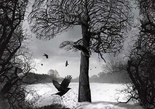 Afbeelding van een besneeuwd bos met vogels erboven