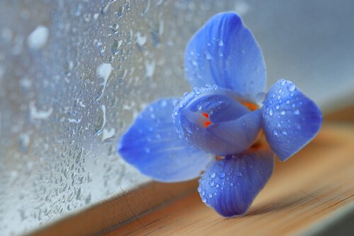 Blauwe bloem naast een nat raam