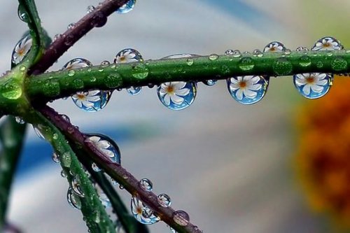 Takje waar druppels regen aan hangen waar bloemetjes in te zien zijn