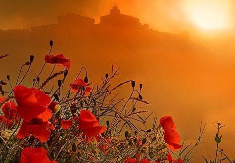 Klaprozen Bij Zonsondergang