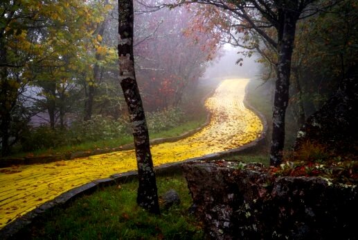 Een mooie gele bosweg
