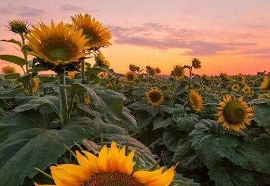 Een veld vol met zonnebloemen bij zonsondergang