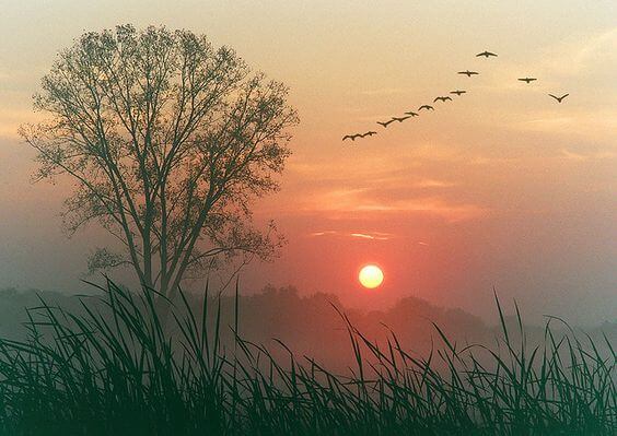 Foto Van Een Ondergaande Zon En Vogels In De Lucht Die Zeggen: Laat Alles Vloeien
